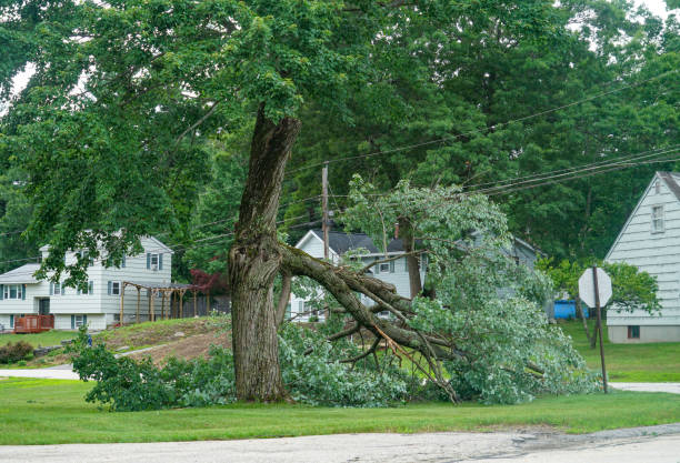 Tree Service Company in Williston Park, NY